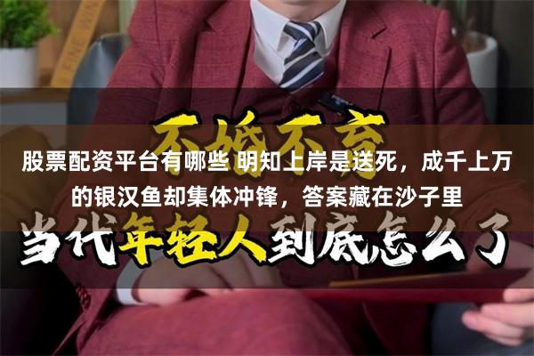 股票配资平台有哪些 明知上岸是送死，成千上万的银汉鱼却集体冲锋，答案藏在沙子里
