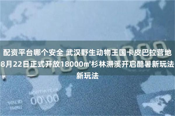配资平台哪个安全 武汉野生动物王国卡皮巴拉营地8月22日正式开放18000㎡杉林溯溪开启酷暑新玩法